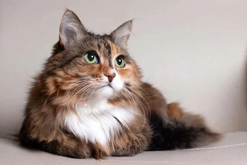 Senior Cat Health
