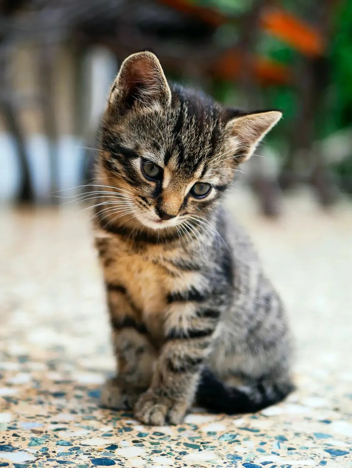 Serengeti Cat 3