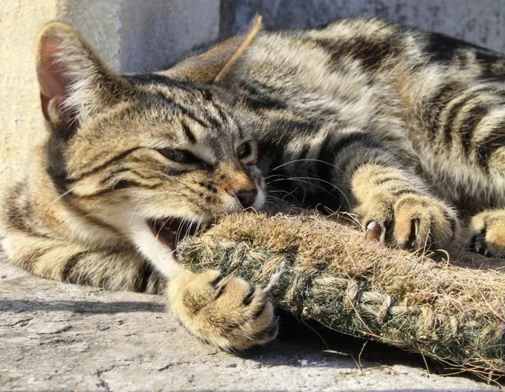 Serengeti Cat 5
