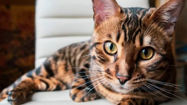 Serengeti Cat Breed Profile