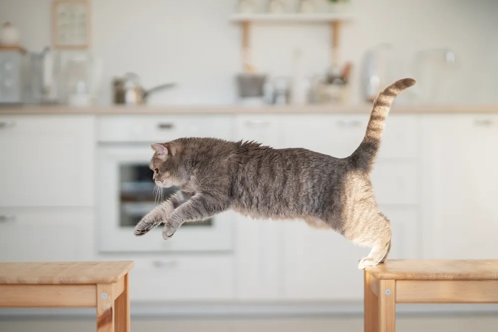 Build a Cat Agility Course at Home