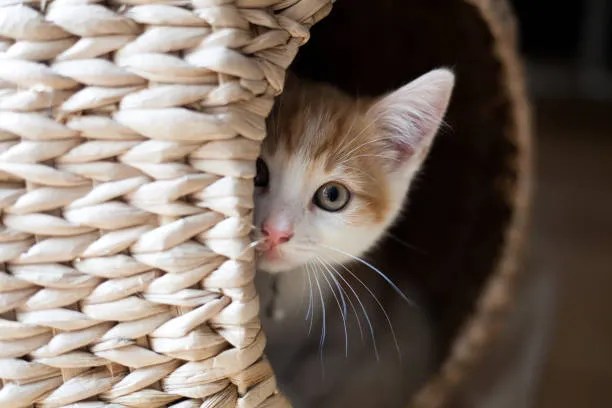 Why cats hide when sick