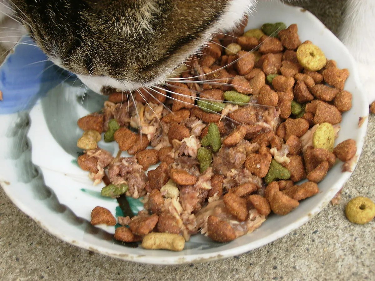 Food for cats with kidney disease