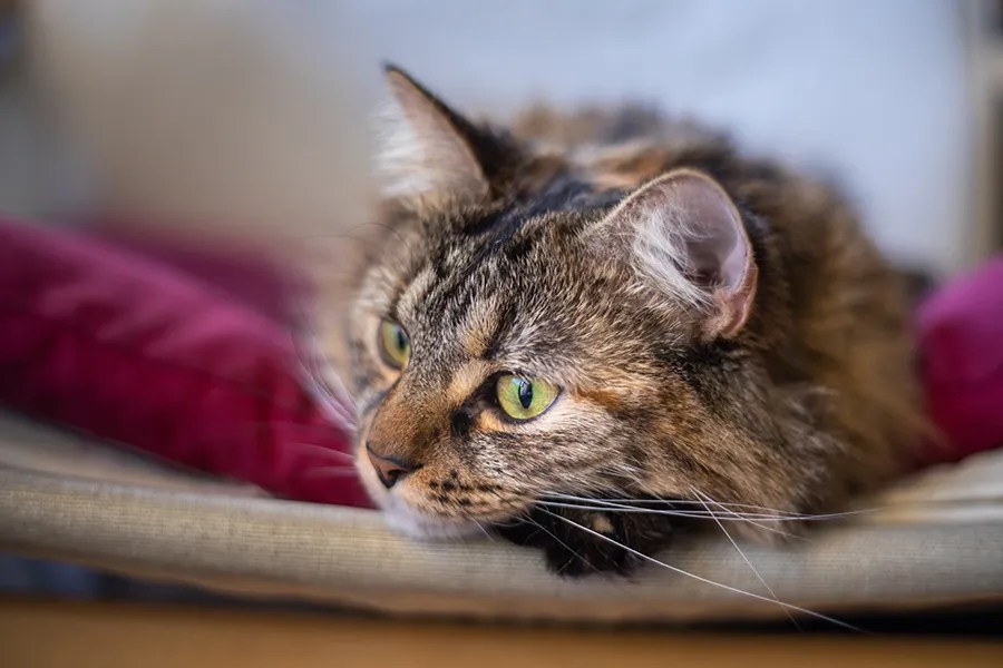 Hyperthyroidism in cats