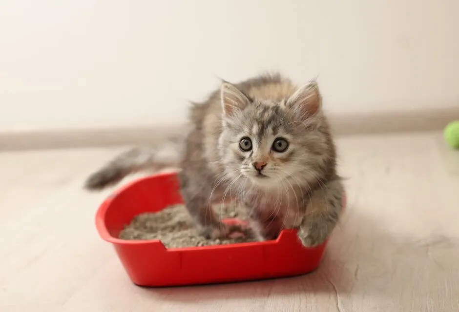 Litter Box Training Tips