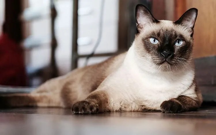 Siamese Cat 3