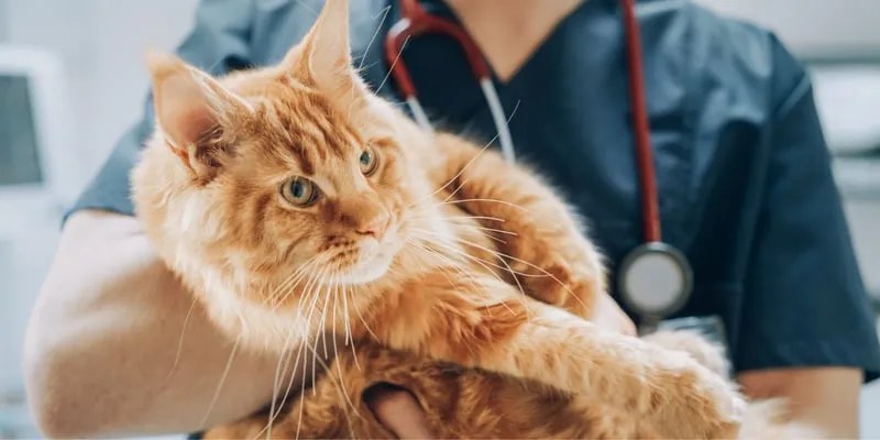 Urinary tract issues in cats