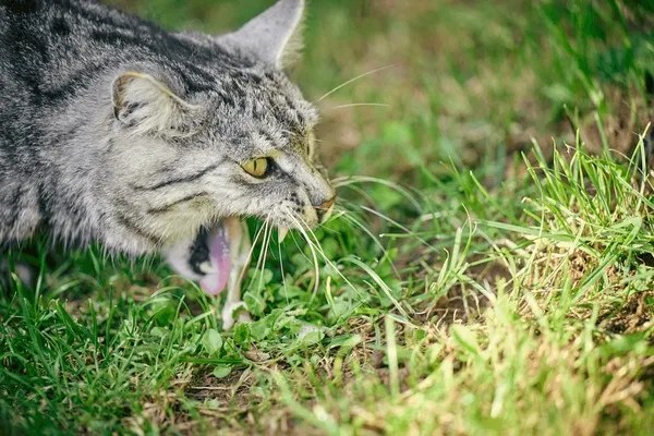 Why Your Cat Might Be Vomiting