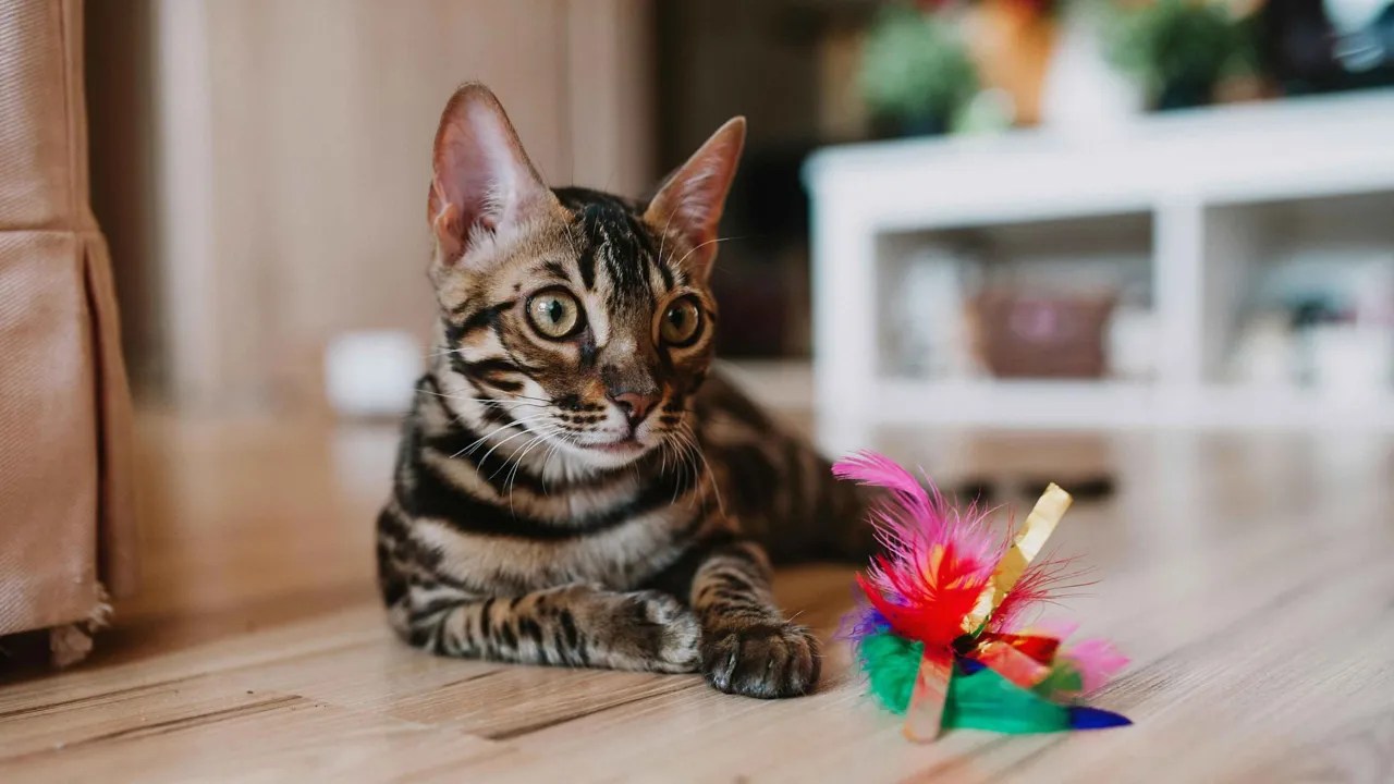 DIY cat enrichment