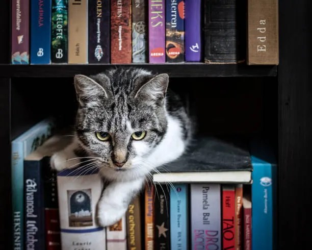 cat library hideout