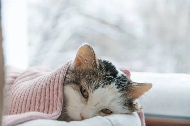 Monitor a Sick Cat
