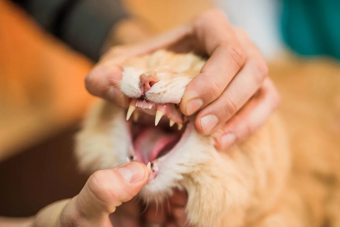 dental disease in cats