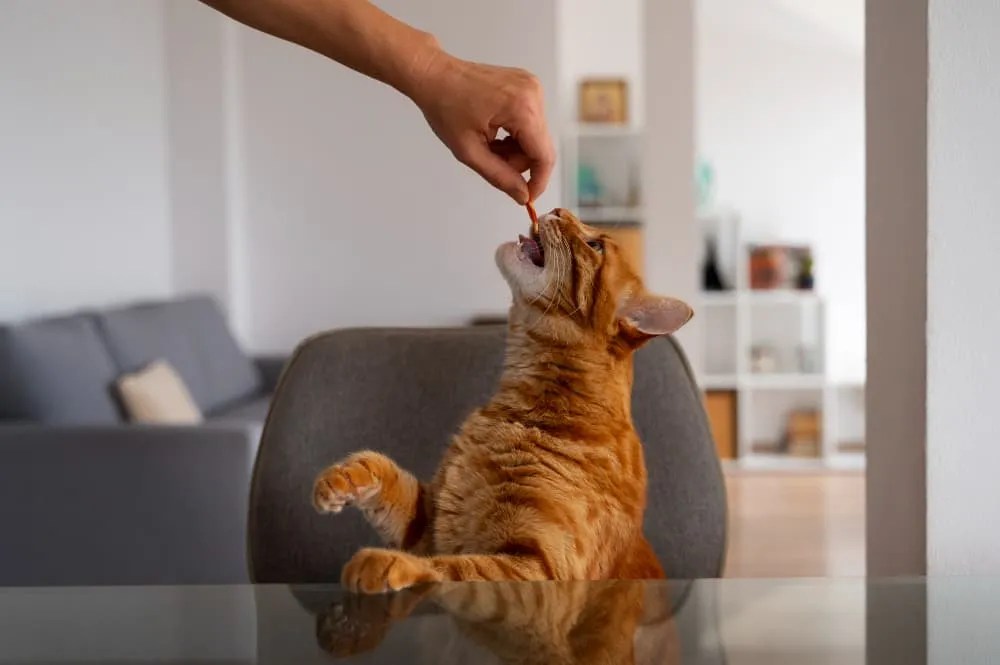 cat treats safely