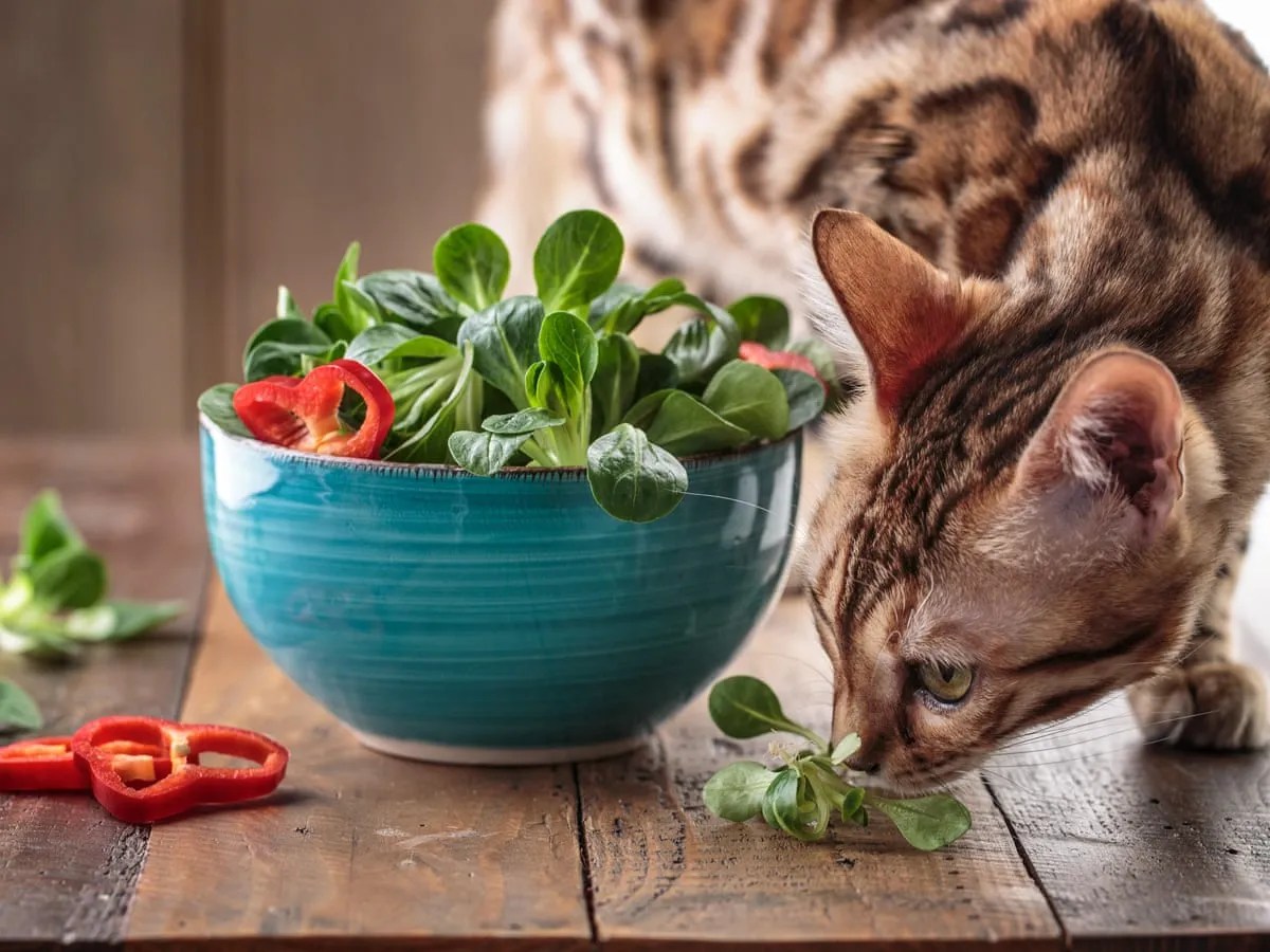 plant-based additives for cats