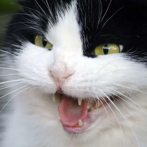 regular cat grooming