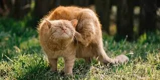 preventing injury in active or adventurous cats