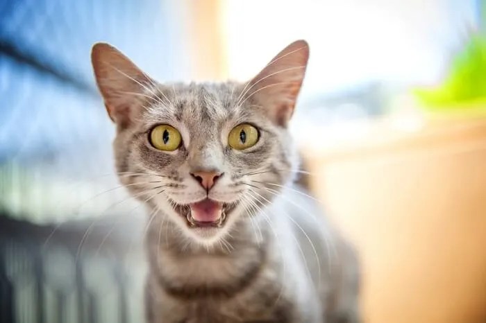 why some cats chirp or trill