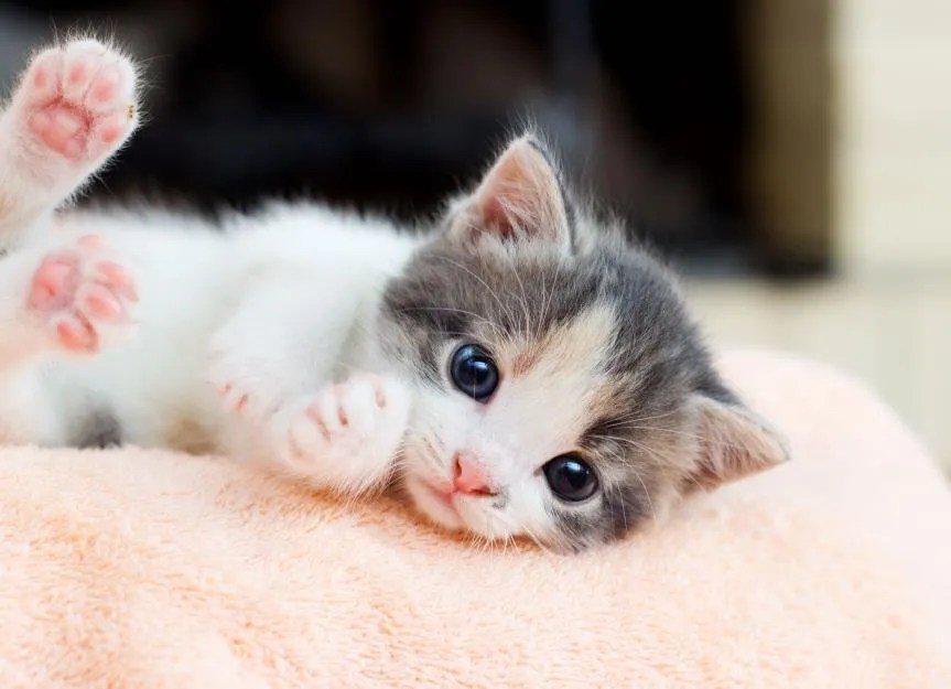 kitten behavior during growth