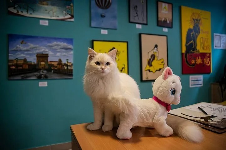 cat-themed museums worth visiting