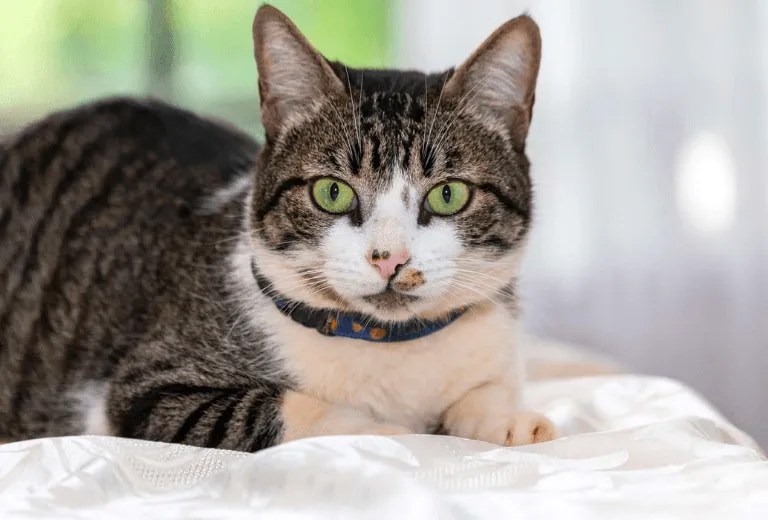American Wirehair cat