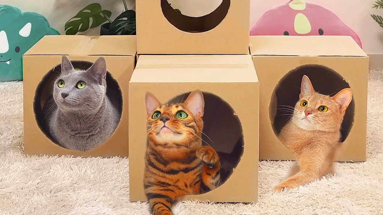 cardboard playground for cats
