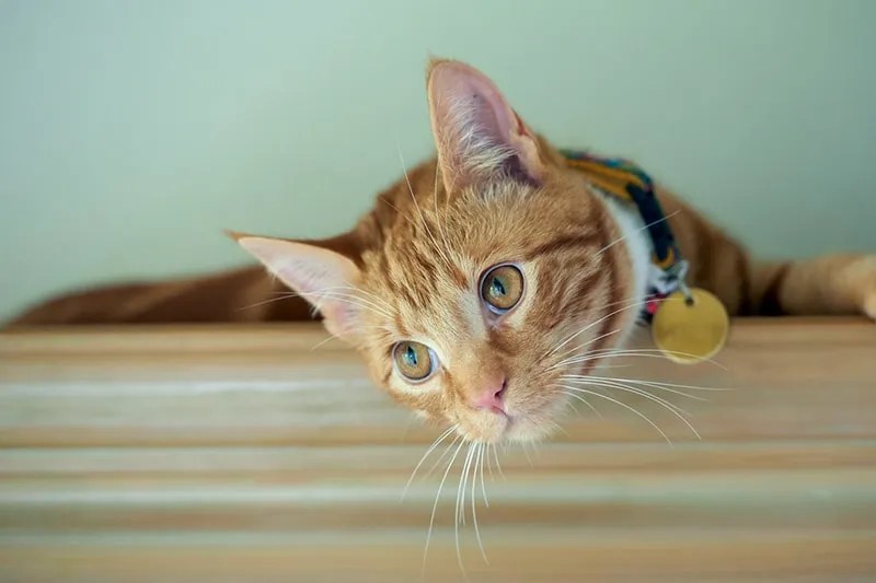 cat daily routine