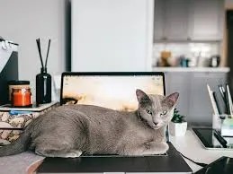 why cats sit near electronics