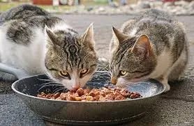 cats mix wet and dry food
