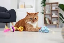 why cats prefer certain textures