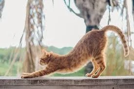 why regular motion prevents stiffness