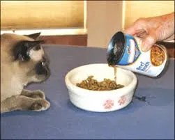 cat mealtime stress