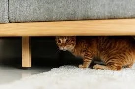 how home layout impacts physical comfort