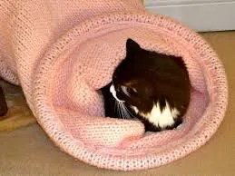 cat food detection