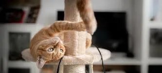 balanced activity in cats