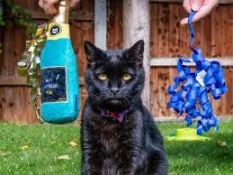 cat influencers