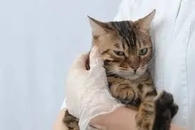 how physical tension affects behavior in cats