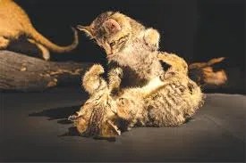 cats in museums