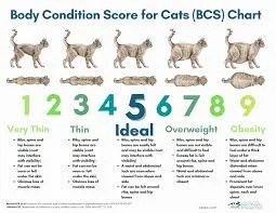 healthy cat weight