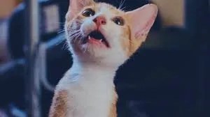 iconic cat videos