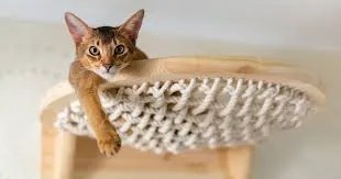 mini cat playground