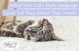 why body language reflects physical health in cats