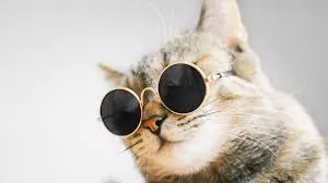 cat collecting trends