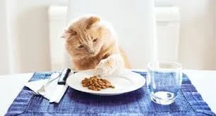 healthy eating pace
