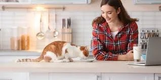 why cats watch you eat
