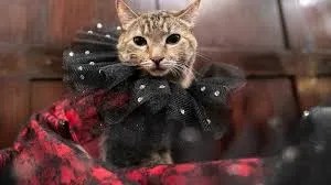 cat fashion shows