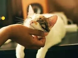 helping cats feel secure