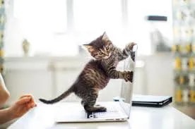 helping cats adjust to new daily sounds