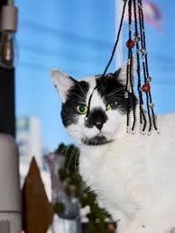 cats jewelry inspiration