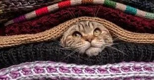 seasonal food changes in cats