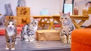 cat-themed cafés